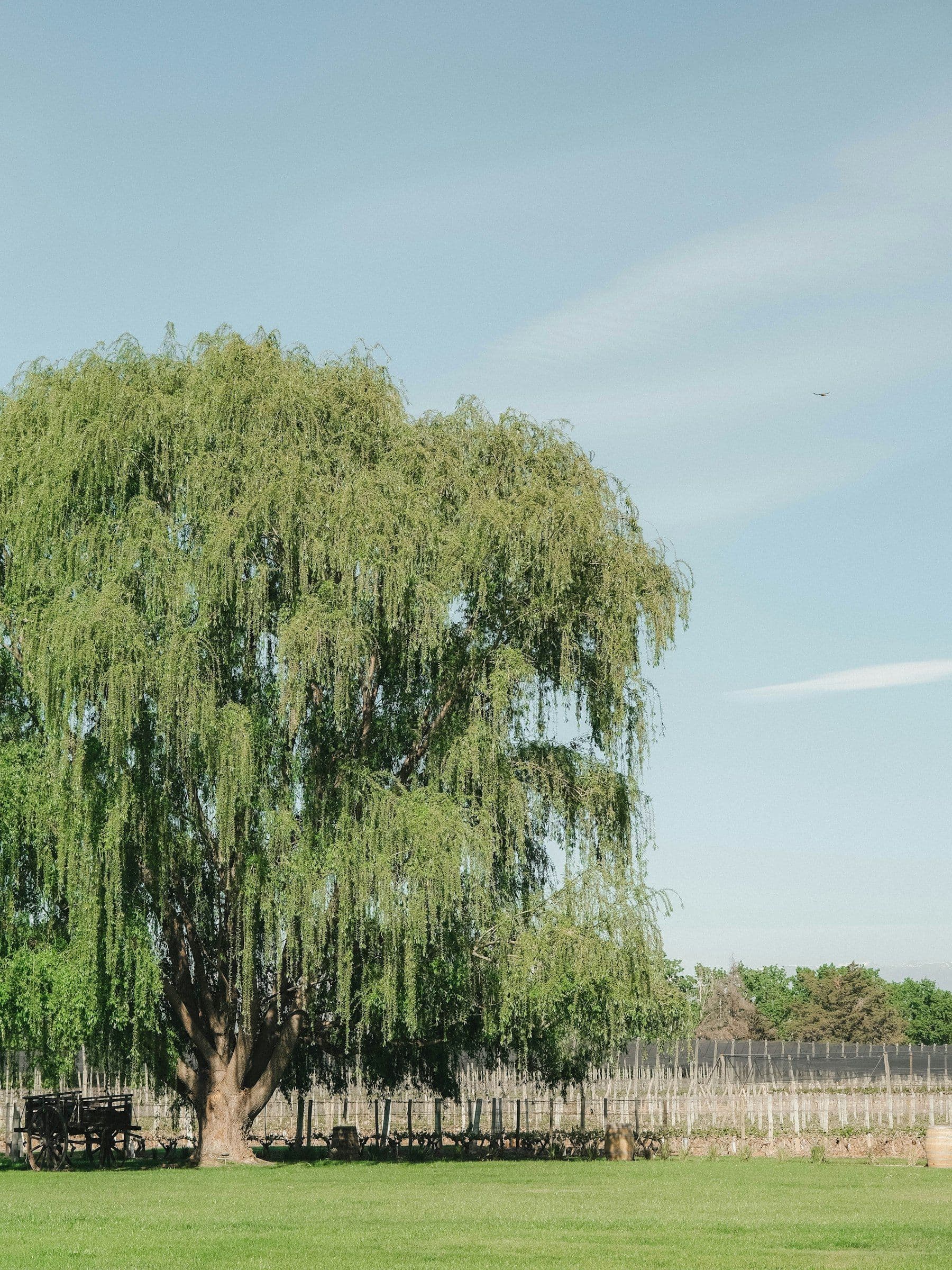 The old willow tree at the centre of the garden
